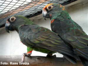 Foto: Hanz Troiza